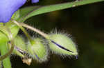 Hairyflower spiderwort